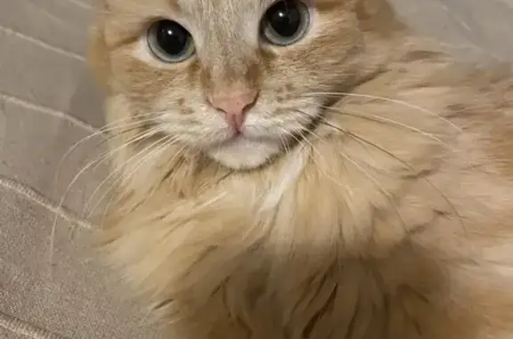 Кошки потеряшки, Нижнеелюзанский сельсовет, фото: Потеряшка кошка Мила у остановки «Урал»