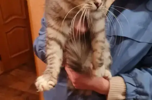 Найдена кошка, Смоленск, фото: Кошка найдена: ул. Ерёменко, 48, Смоленск