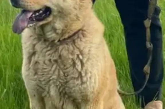 Собаки потеряшки, , фото: Потеряшка собака, Мирная ул., Подкопаевка