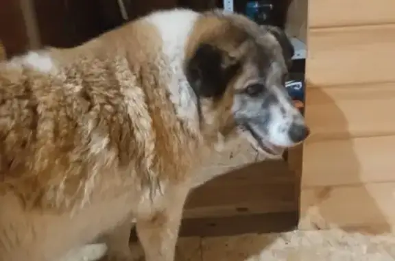 Найдена собака, Кузнецы, фото: Собака найдена: Горьковское шоссе, Носырево