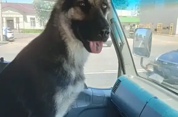 Собаки потеряшки, Износки, фото: Потеряшка овчарка, ул. Пушкина, Износки