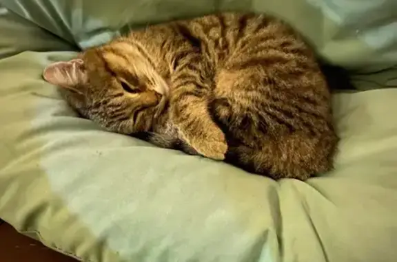 Кошка найдена, Учительская ул., К.Выселки