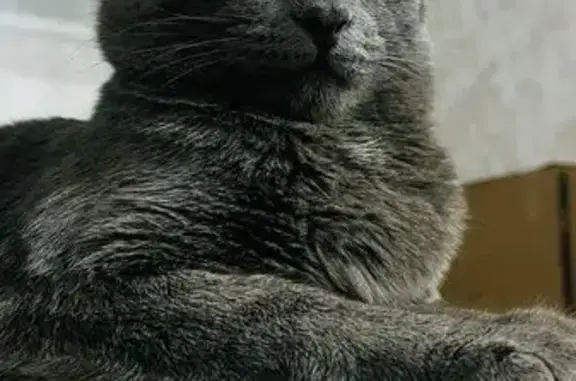 Кошки потеряшки, , фото: Потеряшка серый кот в ДНТ Алтай, Сургут