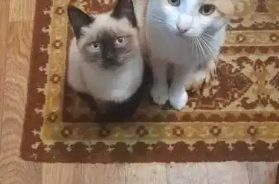 Объявления о пропавших и найденных животных, Бузулук, фото: Пропала рыжая кошка, Уфимская 116