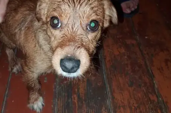 Найдена собака, Семлевское с/п, 66Н-0210 - photo