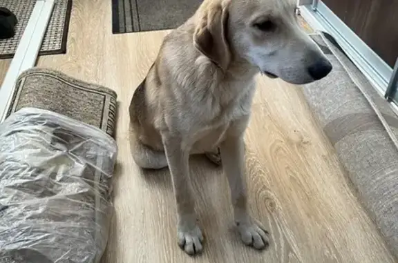 Найдена собака, , фото: Собака найдена: Новая ул, 24, Шиховское