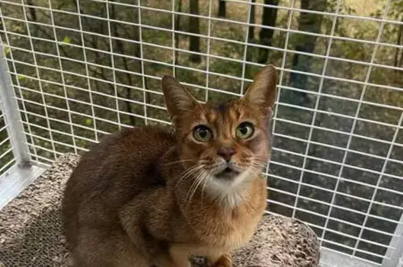 Кошка найдена в Совхозе им. Ленина