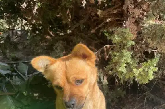Найдена собака, Супсех, фото: Найдена рыжая собака, Лесной пр., Супсех
