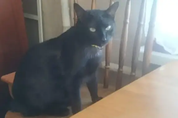 Кошки потеряшки, Пенза, фото: Потеряшка кошка, ул. Карпинского, 157