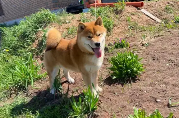 Собаки потеряшки, Кстинино, фото: Потеряшка собака на Профсоюзной, Кстинино