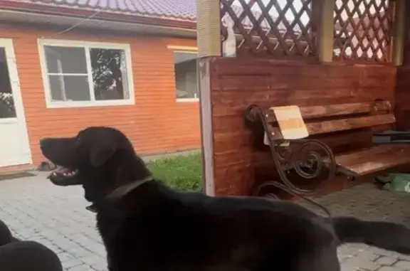 Собаки потеряшки, , фото: Потеряшка собака, Ильинка, Центральная ул.