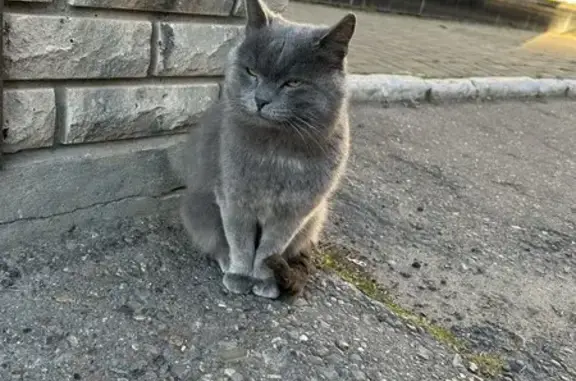 Кот найден на Спартаковской улице, Казань