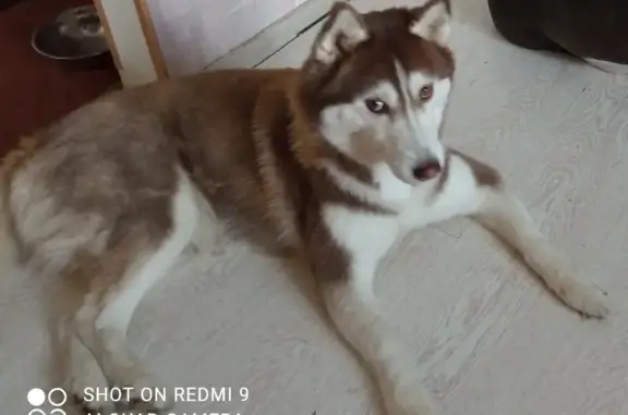 Собаки потеряшки, Рязань, фото: Потеряшка хаски, Рязань, 4-й Аллейный, 24