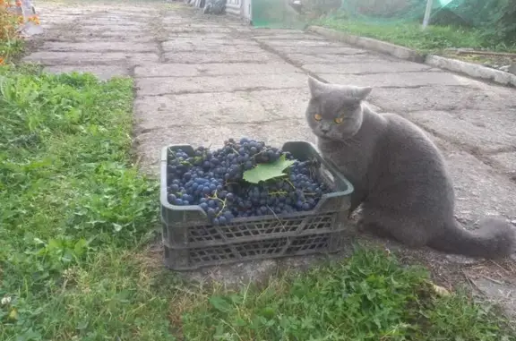 Пропала кошка на Пражском бульваре