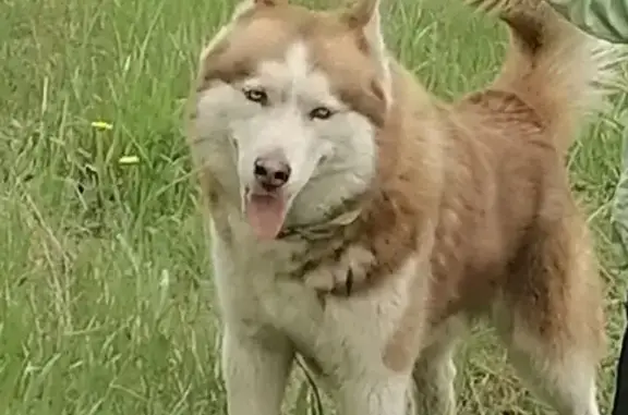 Собаки потеряшки, Рощинское, фото: Потеряшка хаски на Челябинской улице