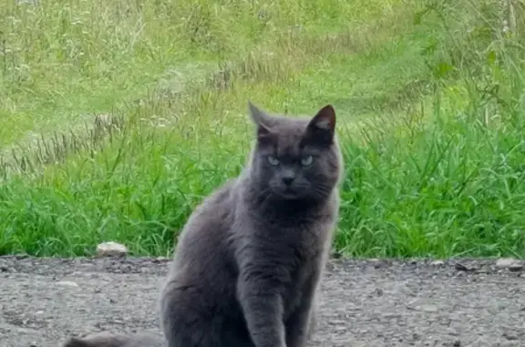 Кошки потеряшки, Коломна, фото: Потеряшка кошка, МО, 3 года, серый цвет