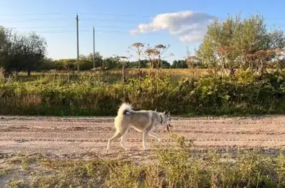 Собаки потеряшки, Озёл, фото: Потеряшка собака на Озёльской улице, Озёл