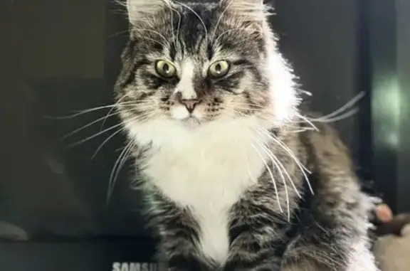 Кошки потеряшки, Смоленск, фото: Потеряшка кот Соломон, ул. Алексеева, 24