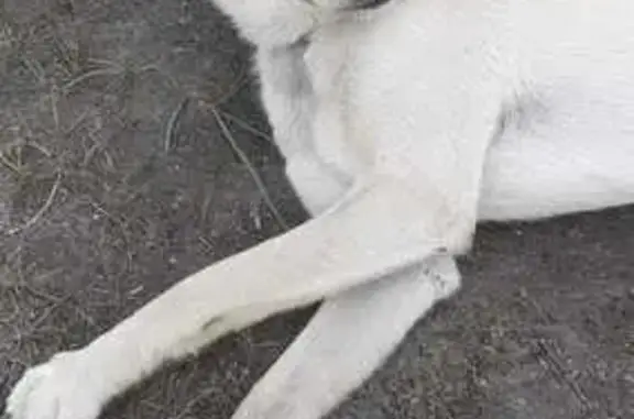 Собака найдена: Садовая ул., Малый Яломан