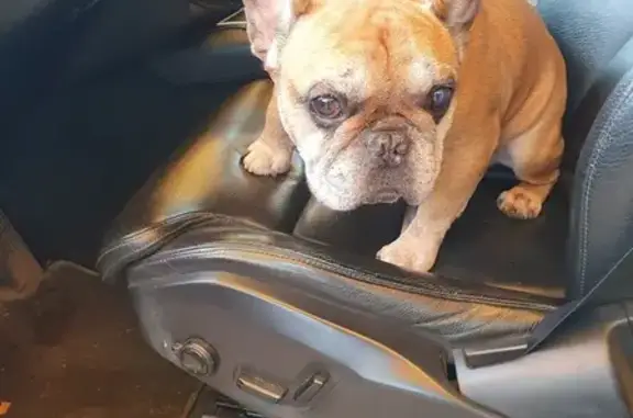 Найдена собака, Афанасово-1, фото: Французский бульдог найден в Аксёнове