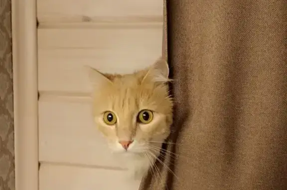 Кошки потеряшки, Мийнальское, фото: Потеряшка кошка в Хутор Ярви, А-121, 77