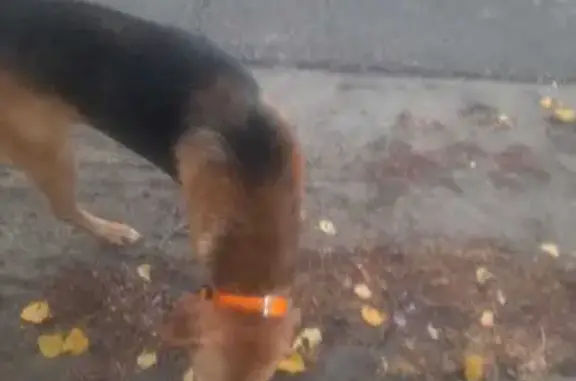 Найдена собака, Углянец, фото: Найдена собака, Совхозная 63, Углянец