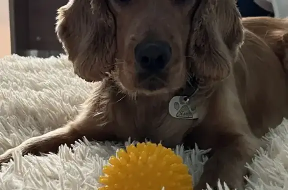 Собаки потеряшки, , фото: Потеряшка собака на Большой Московской, 126