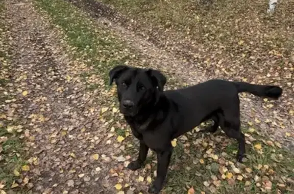 Найдена собака, Арманиха, фото: Собака найдена, Арманиха, Центр. ул.