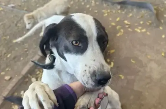 Собаки потеряшки, Черноярский муниципальный округ, фото: Потеряшка собака, Черноярский сельсовет