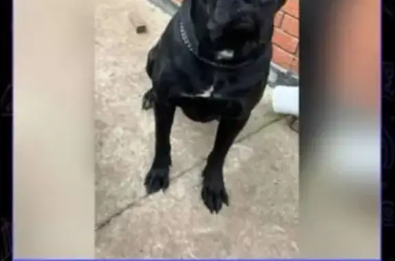 Найдена собака, Казань, фото: Найдена собака, Казань, Татарстан