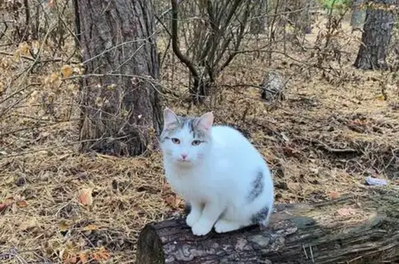 Кошка найдена на ул. Вл. Невского, Воронеж