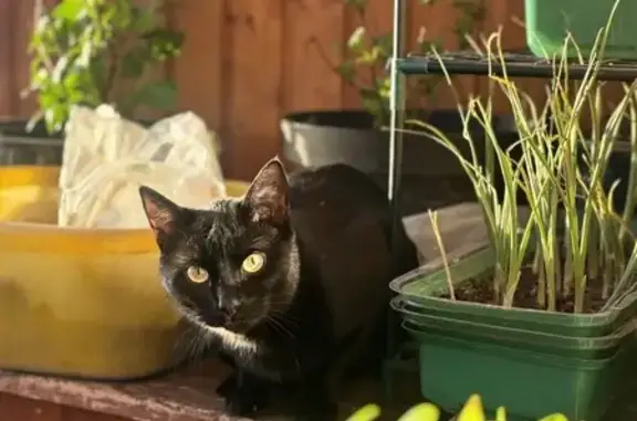 Кошки потеряшки, Ямное, фото: Потеряшка кошка на ул. Атамана Платова, 2/6