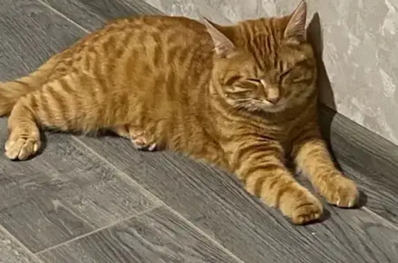 Кошки потеряшки, , фото: Потеряшка рыжая кошка, ул. Гавена, 2