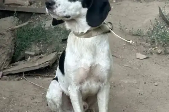 Собаки потеряшки, Волгоград, фото: Потеряшка собака на 363 км трассы Астрахань-Волгоград