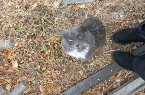 Кот найден в СНТ Озон, Смоленка
