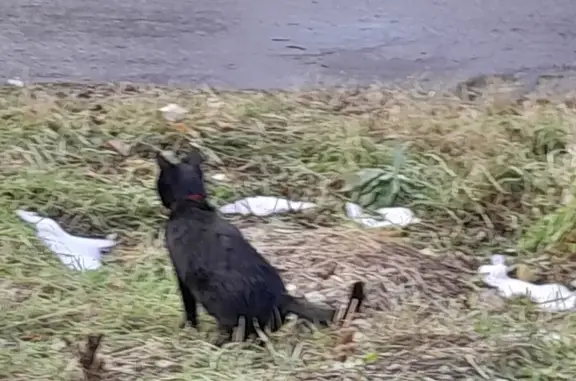 Кот в красном ошейнике на Липецкой, Шалово