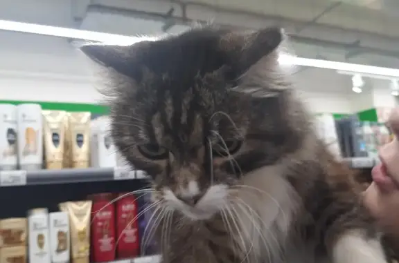 Объявления о пропавших и найденных животных, Рязань, фото: Кот найден в Перекрестке, Чкалова 18