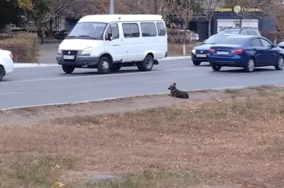 Собака найдена: Новая ул., 4, Оренбург