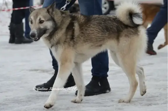 Пропала собака, 78К-0001, Октябрьское СП