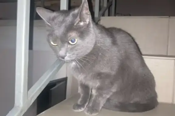 Найденные животные Пенза, фото: Найдена британская кошка, Пензенская 7
