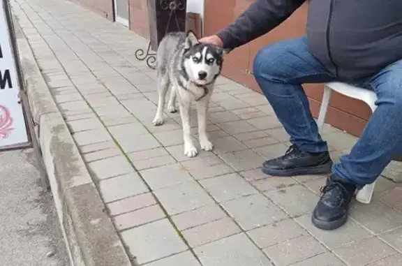 Собака найдена: Ставрополь, ЮЗП 3-й, 1 к17