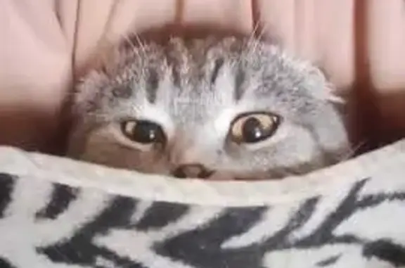 Кошки потеряшки, Липецк, фото: Потеряшка кошка, Арсеньева, Липецк