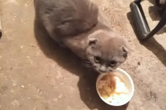 Найдена кошка, Мичуринск, фото: Котёнок найден: Липецкое шоссе, 133А