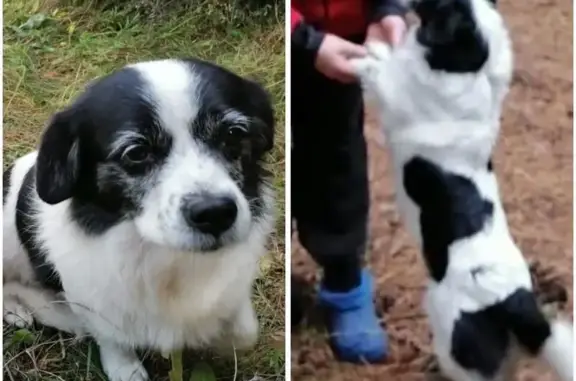 Собаки потеряшки, Новиковка, фото: Потеряшка собака, Придорожная ул., Новиковка