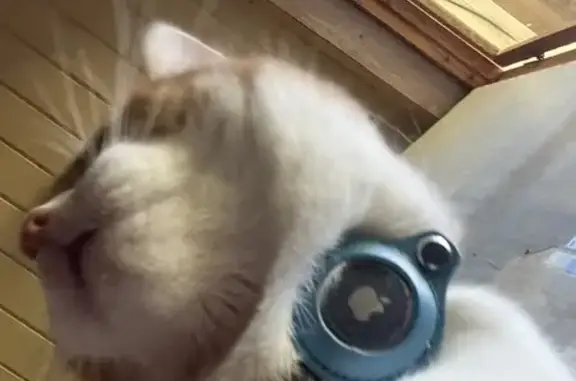 Кошки потеряшки, Ожогино, фото: Потеряшка рыжий кот, Ожогино, 17.10