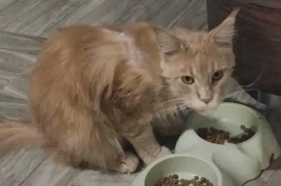 Найдена кошка, Крутые Выселки, фото: Котик найден: ул. Герасимова, 2В