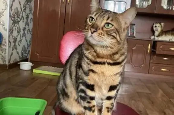 Кошки потеряшки, , фото: Потеряшка кошка Лея, Ленинградская ул.