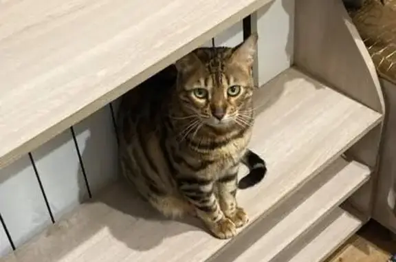 Кошки потеряшки, , фото: Потеряшка кошка, ул. Шашина, 48, Лениногорск