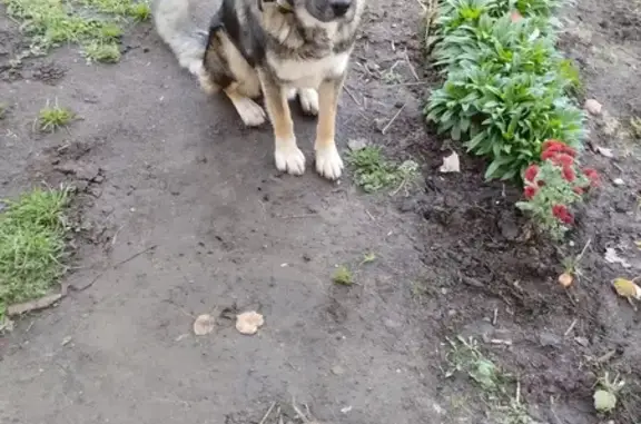 Найдена собака, , фото: Собака найдена в Вязниках, Владимирская обл.