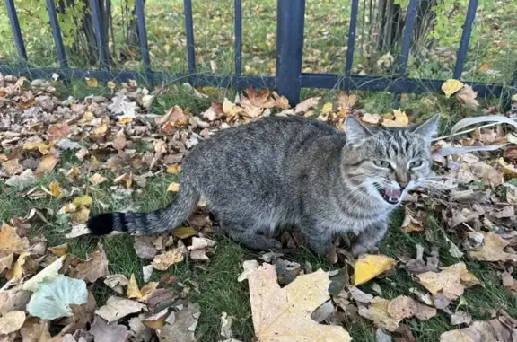 Кошка найдена в парке, Марлинская аллея, Петергоф